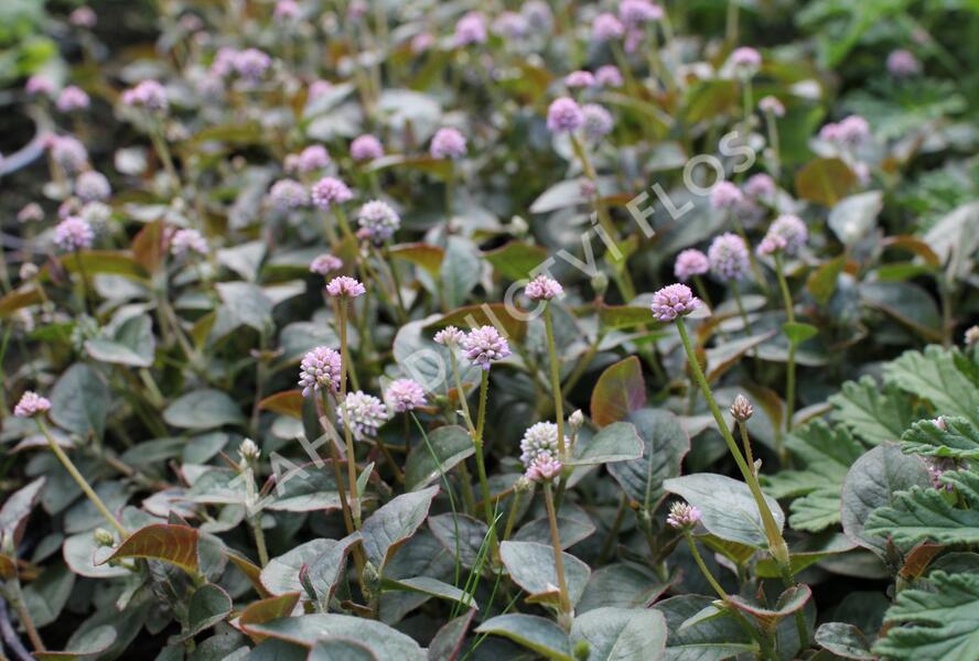 Rdesno hlavaté 'Caramel Candy' - Polygonum capitatum 'Caramel Candy'