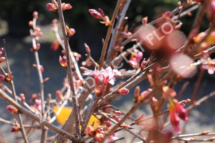 Slivoň vyříznutá 'Paean' - Prunus incisa 'Paean'