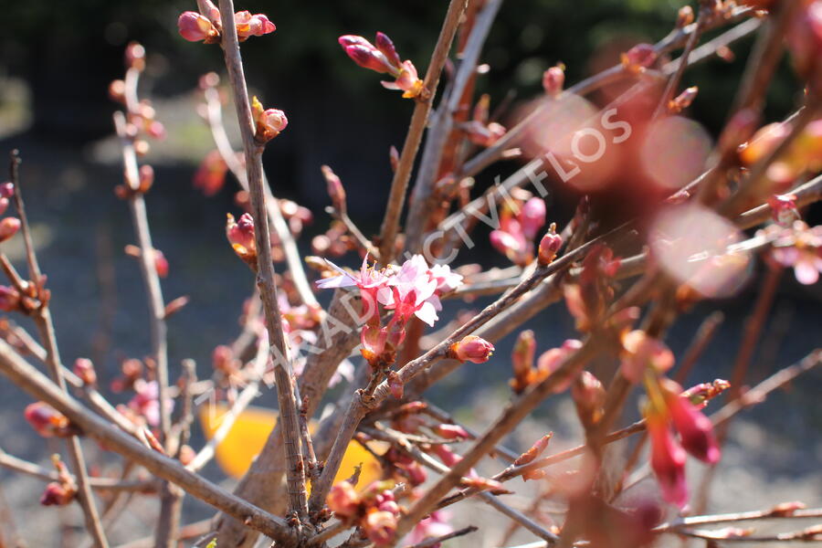 Slivoň vyříznutá 'Paean' - Prunus incisa 'Paean'