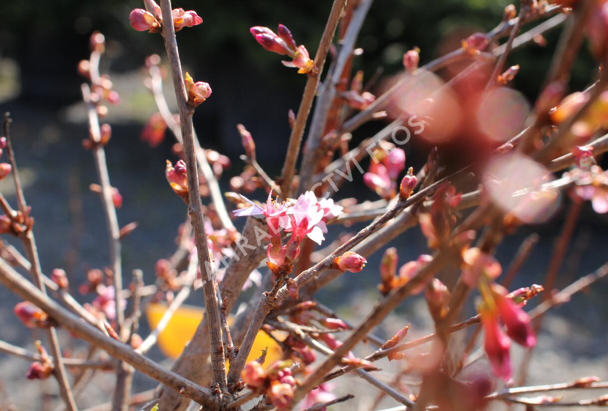 Slivoň vyříznutá 'Paean' - Prunus incisa 'Paean'