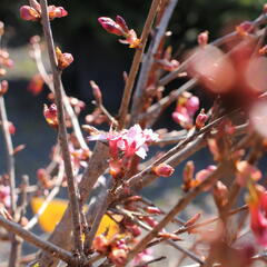 Slivoň vyříznutá 'Paean' - Prunus incisa 'Paean'