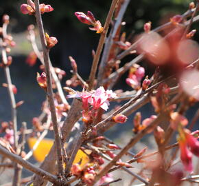 Slivoň vyříznutá 'Paean' - Prunus incisa 'Paean'