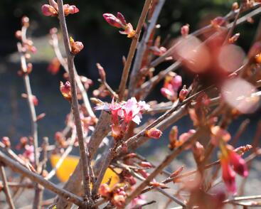 Slivoň vyříznutá 'Paean'