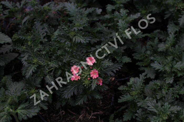 Verbena, sporýš 'Summer Dreams Peach' - Verbena hybrida 'Summer Dreams Peach'
