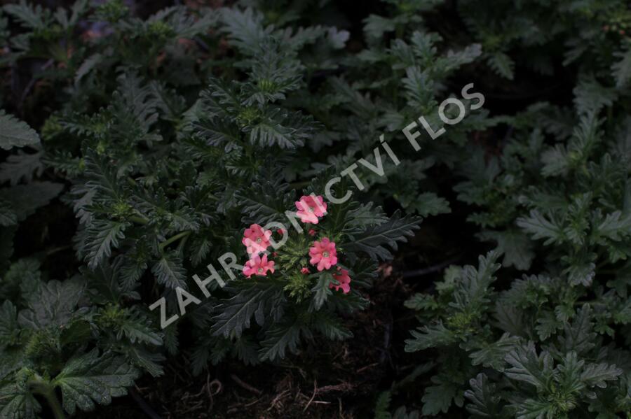 Verbena, sporýš 'Summer Dreams Peach' - Verbena hybrida 'Summer Dreams Peach'
