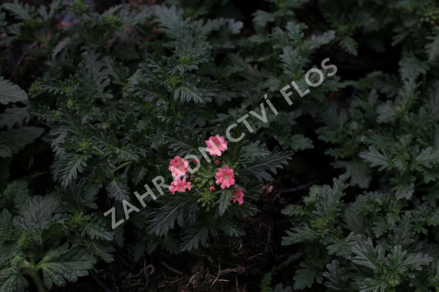 Verbena, sporýš 'Summer Dreams Peach' - Verbena hybrida 'Summer Dreams Peach'