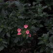 Verbena, sporýš 'Summer Dreams Peach' - Verbena hybrida 'Summer Dreams Peach'