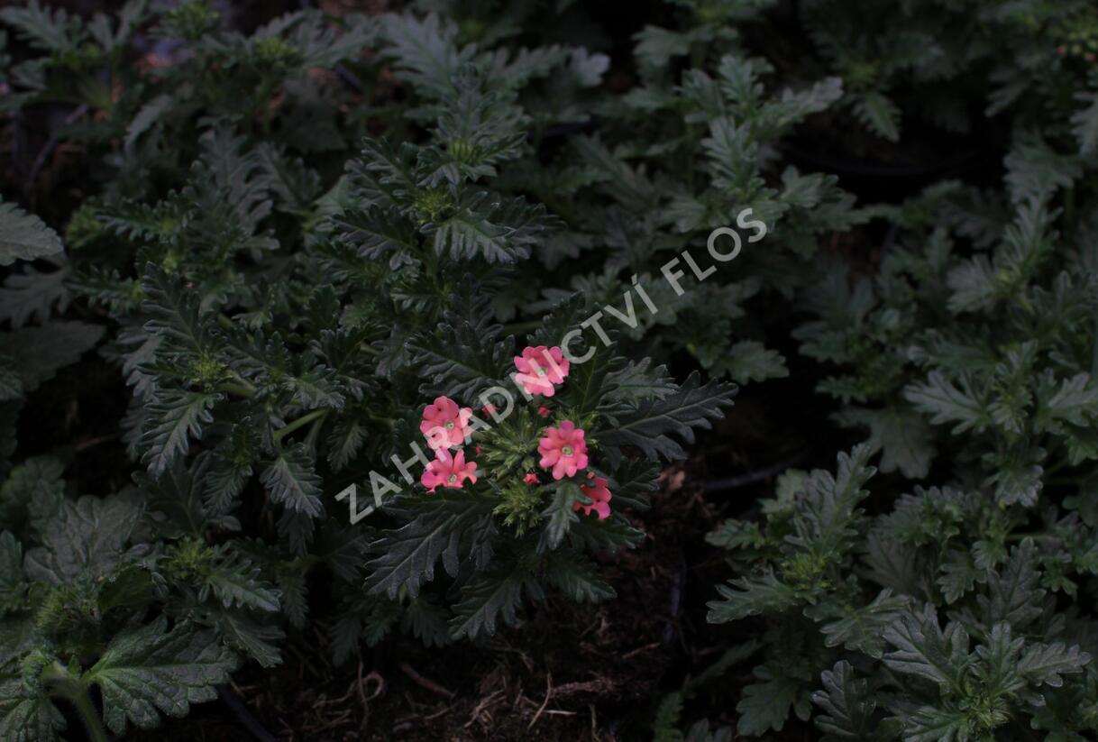 Sporýš 'Summer Dreams Peach' - Verbena hybrida 'Summer Dreams Peach'