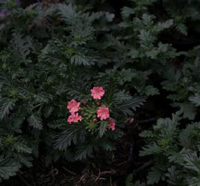 Verbena, sporýš 'Summer Dreams Peach' - Verbena hybrida 'Summer Dreams Peach'