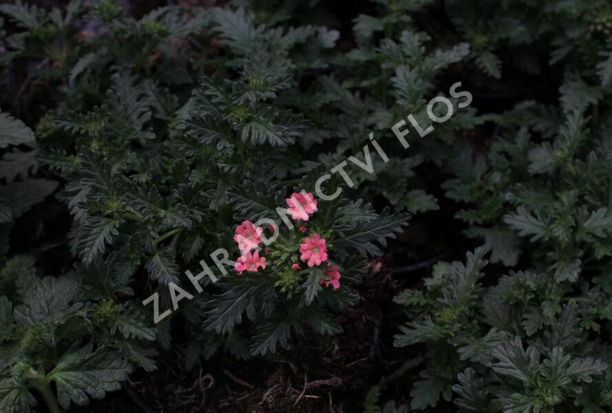 Sporýš 'Summer Dreams Peach' - Verbena hybrida 'Summer Dreams Peach'