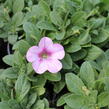 Petúnie 'Surprise Raspberry Gem' - Petunia hybrida 'Surprise Raspberry Gem'