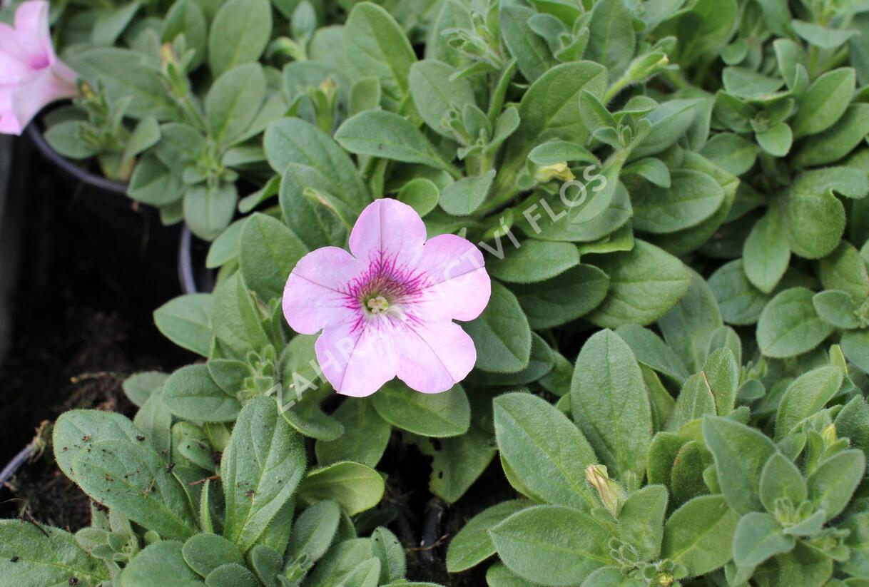 Petúnie 'Surprise Raspberry Gem' - Petunia hybrida 'Surprise Raspberry Gem'