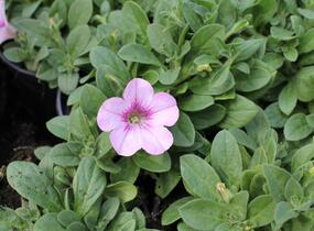 Petúnie 'Surprise Raspberry Gem' - Petunia hybrida 'Surprise Raspberry Gem'