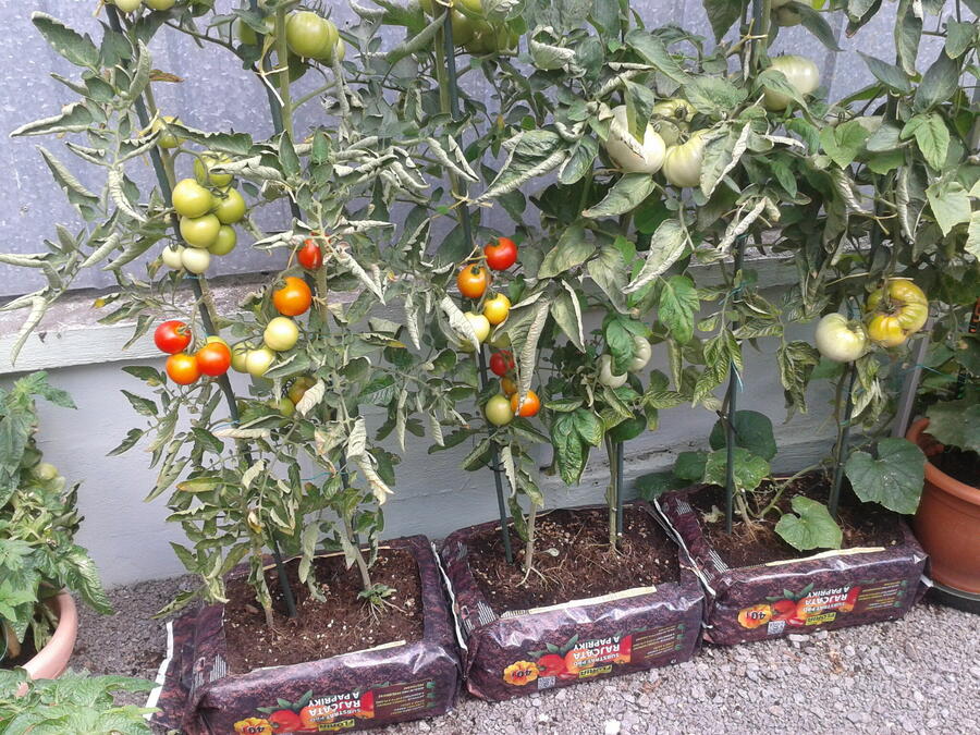 Substrát na rajčata a papriky FLORIA 40 l - Substrát na rajčata a papriky FLORIA 40 l