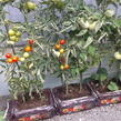 Substrát na rajčata a papriky FLORIA 40 l - Substrát na rajčata a papriky FLORIA 40 l