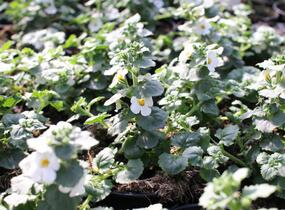 Bakopa 'Baristo Giga White' - Sutera diffusus 'Baristo Giga White'
