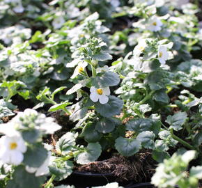 Bakopa 'Baristo Giga White' - Sutera diffusus 'Baristo Giga White'