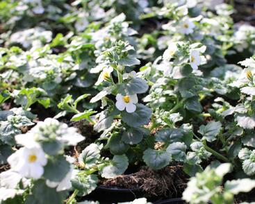 Bakopa 'Baristo Giga White'