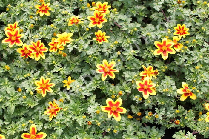 Dvouzubec 'Bidy Boom Red Eye' - Bidens 'Bidy Boom Red Eye'