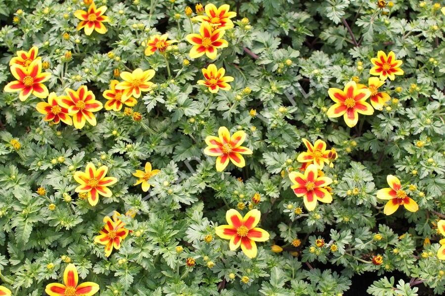 Dvouzubec 'Bidy Boom Red Eye' - Bidens 'Bidy Boom Red Eye'