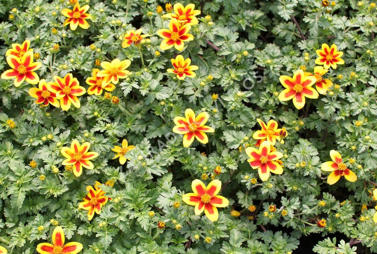 Dvouzubec 'Bidy Boom Red Eye' - Bidens 'Bidy Boom Red Eye'