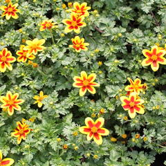 Dvouzubec 'Bidy Boom Red Eye' - Bidens 'Bidy Boom Red Eye'