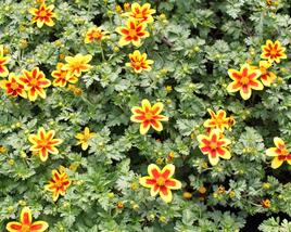 Dvouzubec 'Bidy Boom Red Eye'