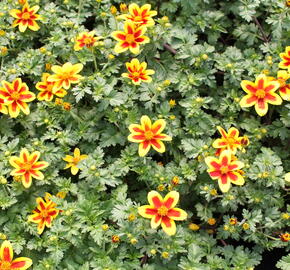 Dvouzubec 'Bidy Boom Red Eye' - Bidens 'Bidy Boom Red Eye'