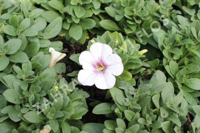 Petúnie 'Surprise White Orchid' - Petunia hybrida 'Surprise White Orchid'
