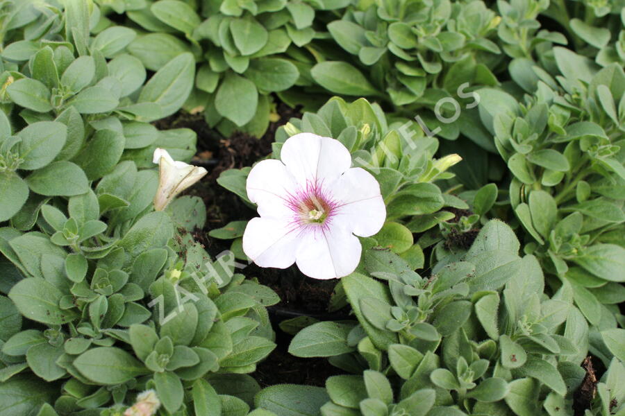 Petúnie 'Surprise White Orchid' - Petunia hybrida 'Surprise White Orchid'
