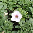 Petúnie 'Surprise White Orchid' - Petunia hybrida 'Surprise White Orchid'