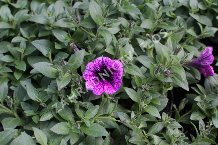 Petúnie 'Sweetunia Purple Gem' - Petunia hybrida 'Sweetunia Purple Gem'