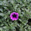 Petúnie 'Sweetunia Purple Gem' - Petunia hybrida 'Sweetunia Purple Gem'