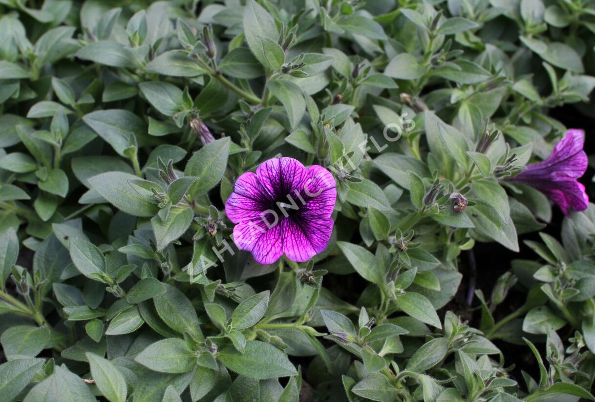 Petúnie 'Sweetunia Purple Gem' - Petunia hybrida 'Sweetunia Purple Gem'