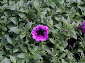 Petúnie 'Sweetunia Purple Gem' - Petunia hybrida 'Sweetunia Purple Gem'