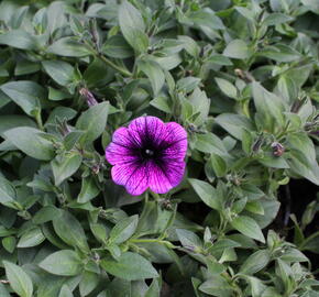 Petúnie 'Sweetunia Purple Gem' - Petunia hybrida 'Sweetunia Purple Gem'