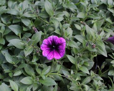 Petúnie 'Sweetunia Purple Gem'