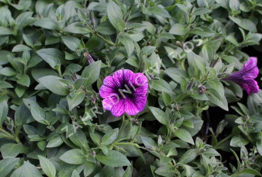 Petúnie 'Sweetunia Purple Gem' - Petunia hybrida 'Sweetunia Purple Gem'