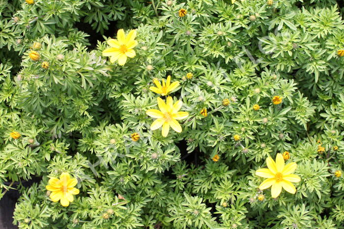 Dvouzubec 'Bidy Boom Yellow Big' - Bidens 'Bidy Boom Yellow Big'