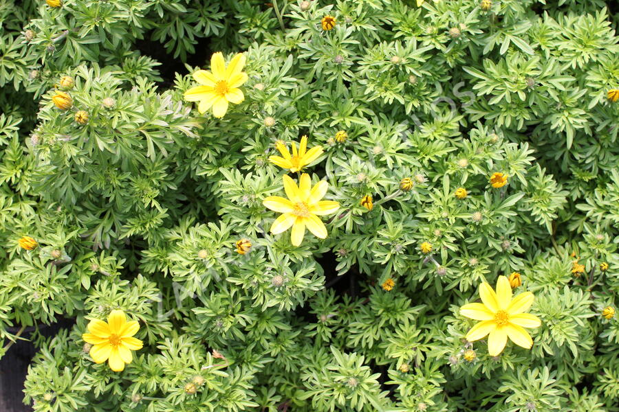 Dvouzubec 'Bidy Boom Yellow Big' - Bidens 'Bidy Boom Yellow Big'