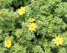 Dvouzubec 'Bidy Boom Yellow Big'