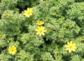 Dvouzubec 'Bidy Boom Yellow Big' - Bidens 'Bidy Boom Yellow Big'