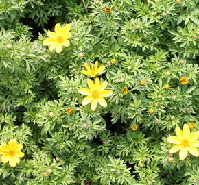 Dvouzubec 'Bidy Boom Yellow Big' - Bidens 'Bidy Boom Yellow Big'