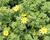 Dvouzubec 'Bidy Boom Yellow Big'