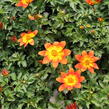 Dvouzubec 'Bidy Boom Fireside' - Bidens 'Bidy Boom Fireside'