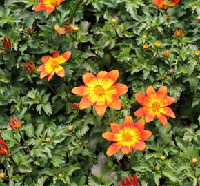 Dvouzubec 'Bidy Boom Fireside' - Bidens 'Bidy Boom Fireside'
