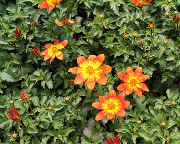 Dvouzubec 'Bidy Boom Fireside'