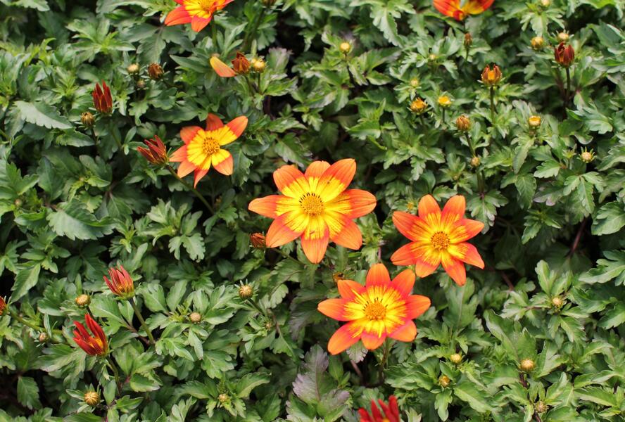 Dvouzubec 'Bidy Boom Fireside' - Bidens 'Bidy Boom Fireside'