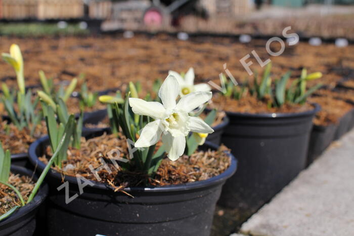 Narcis 'Ice Baby' - Narcissus 'Ice Baby'