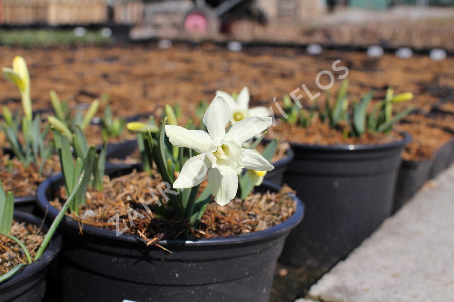 Narcis 'Ice Baby' - Narcissus 'Ice Baby'